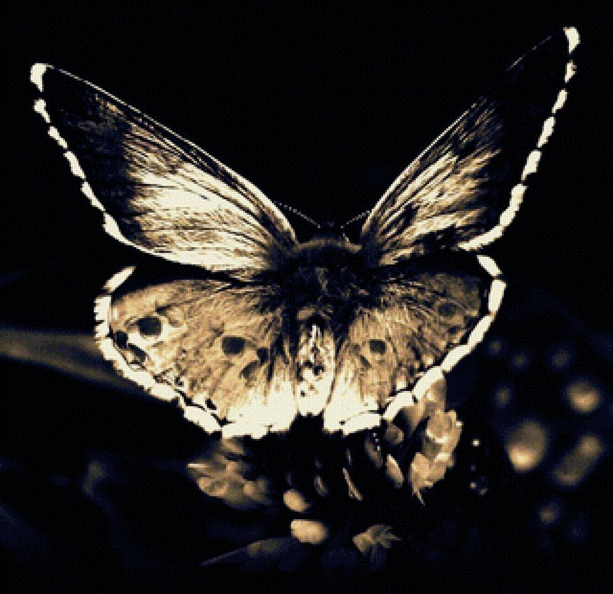 бабочка - бабочка - предпросмотр