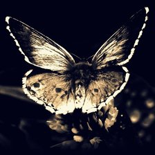 Схема вышивки «бабочка»