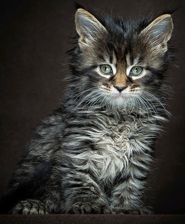 кот - кот, портрет, животные - оригинал