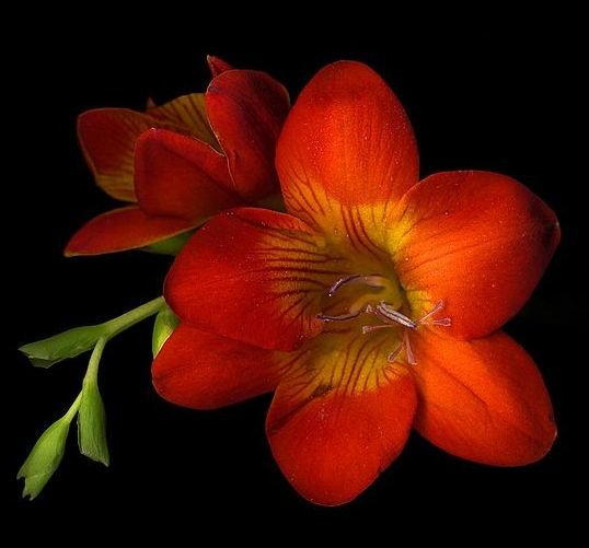 букет - букет - оригинал