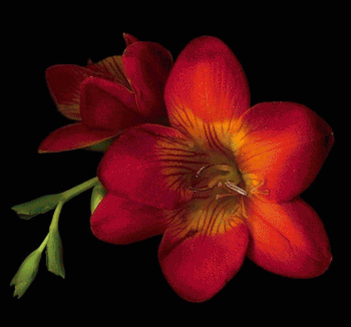 букет - букет - предпросмотр