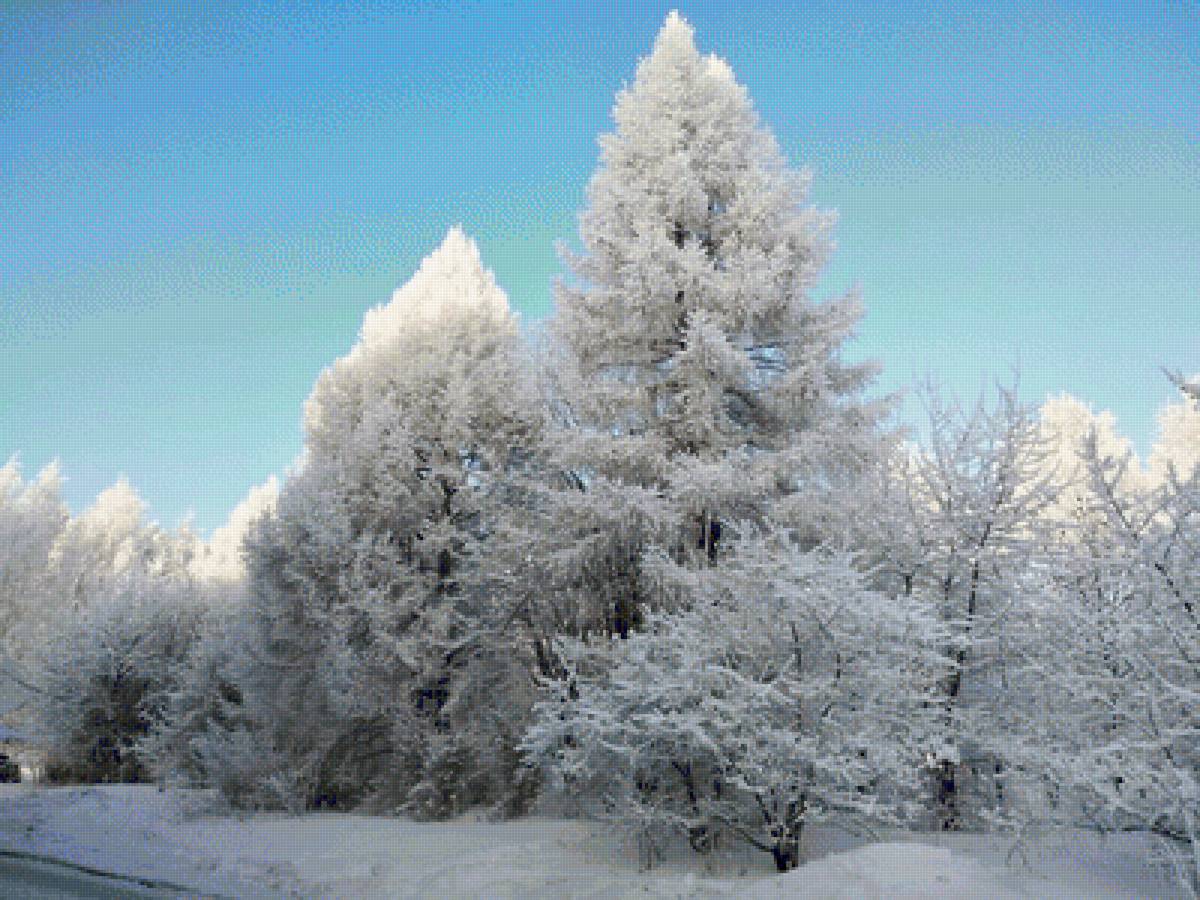Зимний лес - лес, деревья, снег, природа, зима - предпросмотр