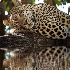 Схема вышивки «На отдыхе»