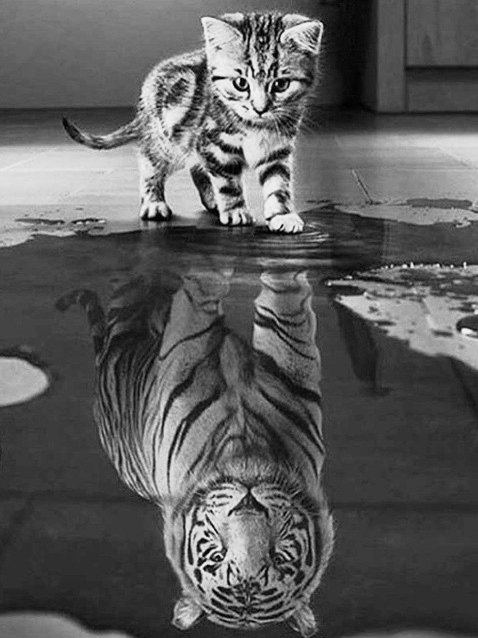 GATO - animales - оригинал