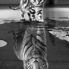 Схема вышивки «GATO»