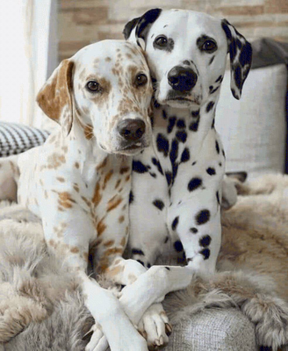 Pecas - perros - предпросмотр