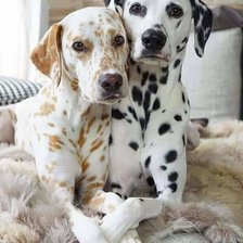 Схема вышивки «Pecas»