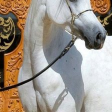 Оригинал схемы вышивки «Cavalo .Árabe.» (№2296303)