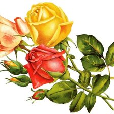 Схема вышивки «Розы»