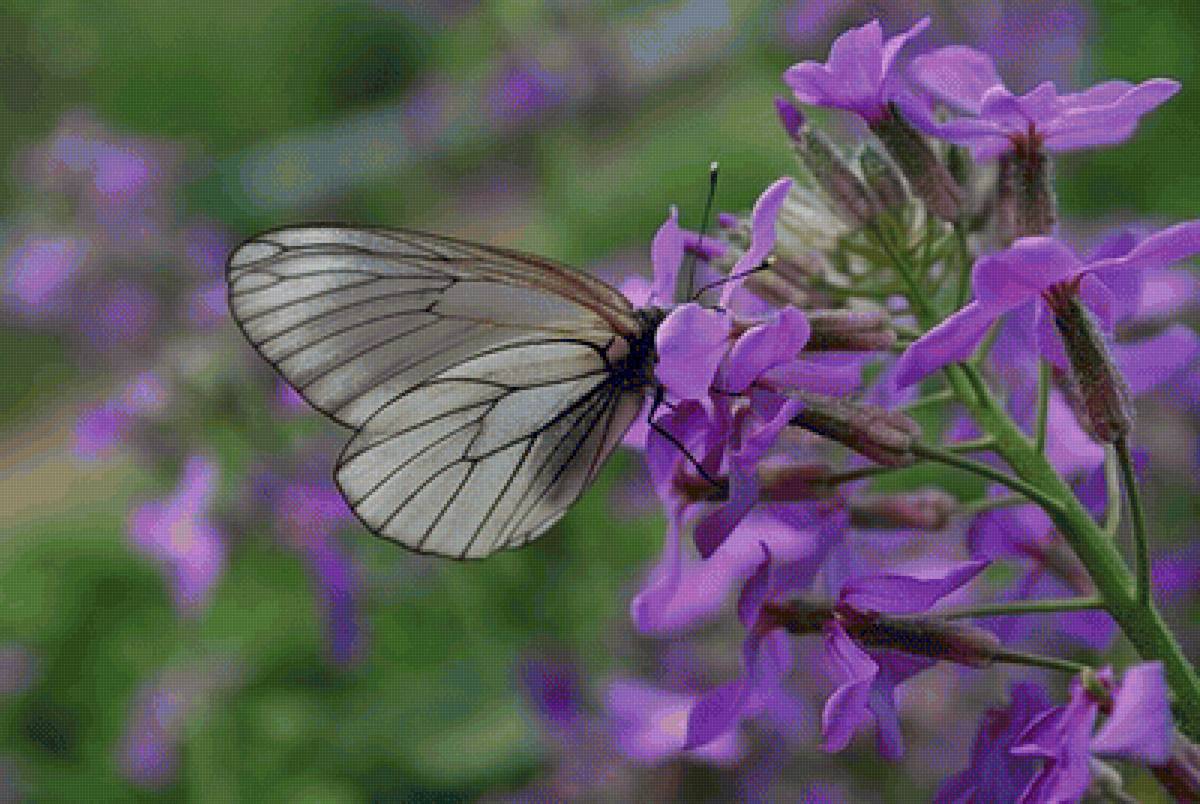 Бабочка Боярышница - бабочбка, , цветок - предпросмотр