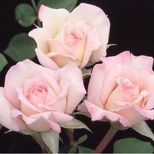 Схема вышивки «Нежные розы»