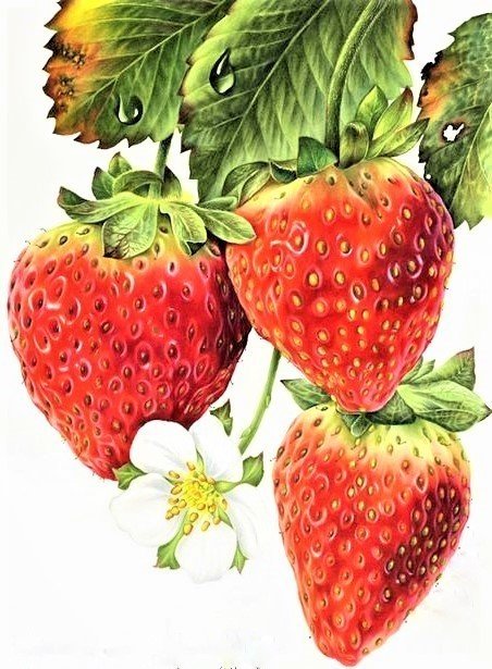 Strawberry - натюрморт - оригинал