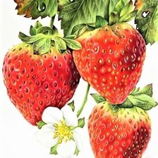 Оригинал схемы вышивки «Strawberry» (№2297121)