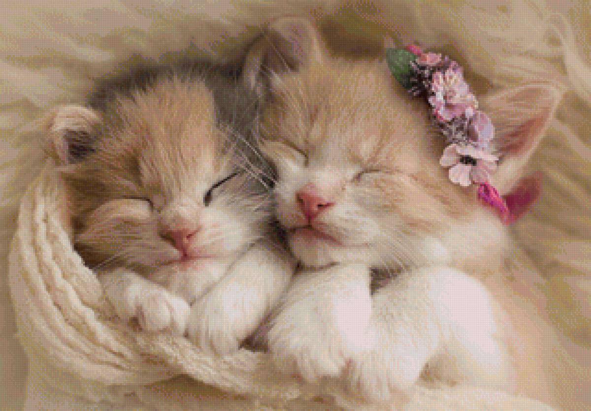 котята - сон, портрет, котята - предпросмотр