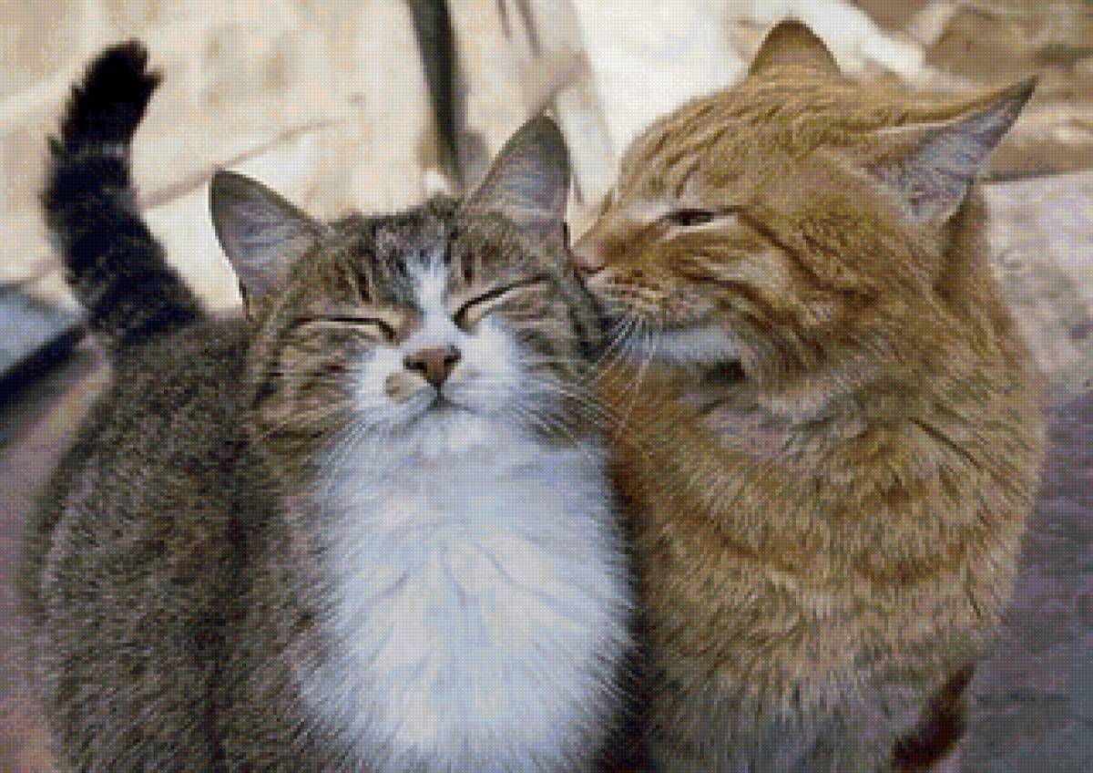 Freunde - друзья, поцелуй, кошки - предпросмотр