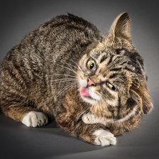 Схема вышивки «Katze»