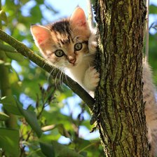 Схема вышивки «на дереве»