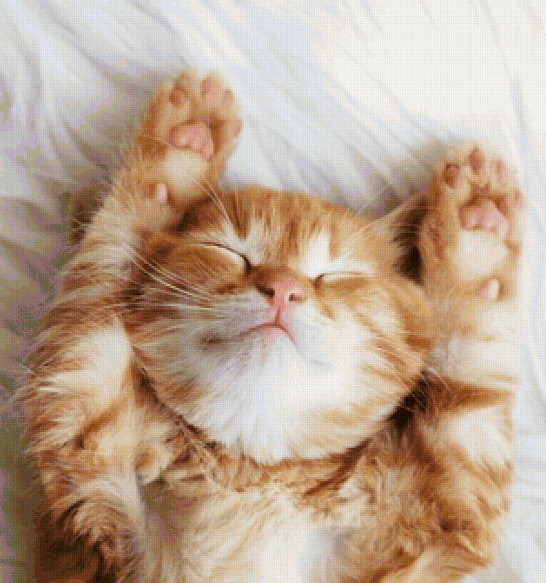 сон - кот, животные, портрет - предпросмотр