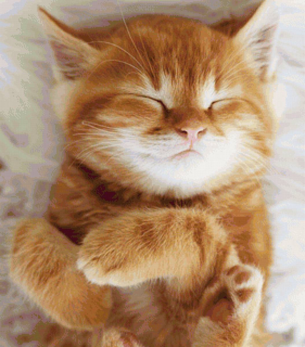 кот - животные, портрет, кот - предпросмотр