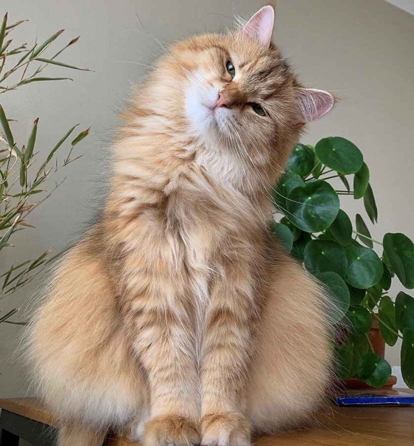 красавчик - кот, портрет, животные - оригинал