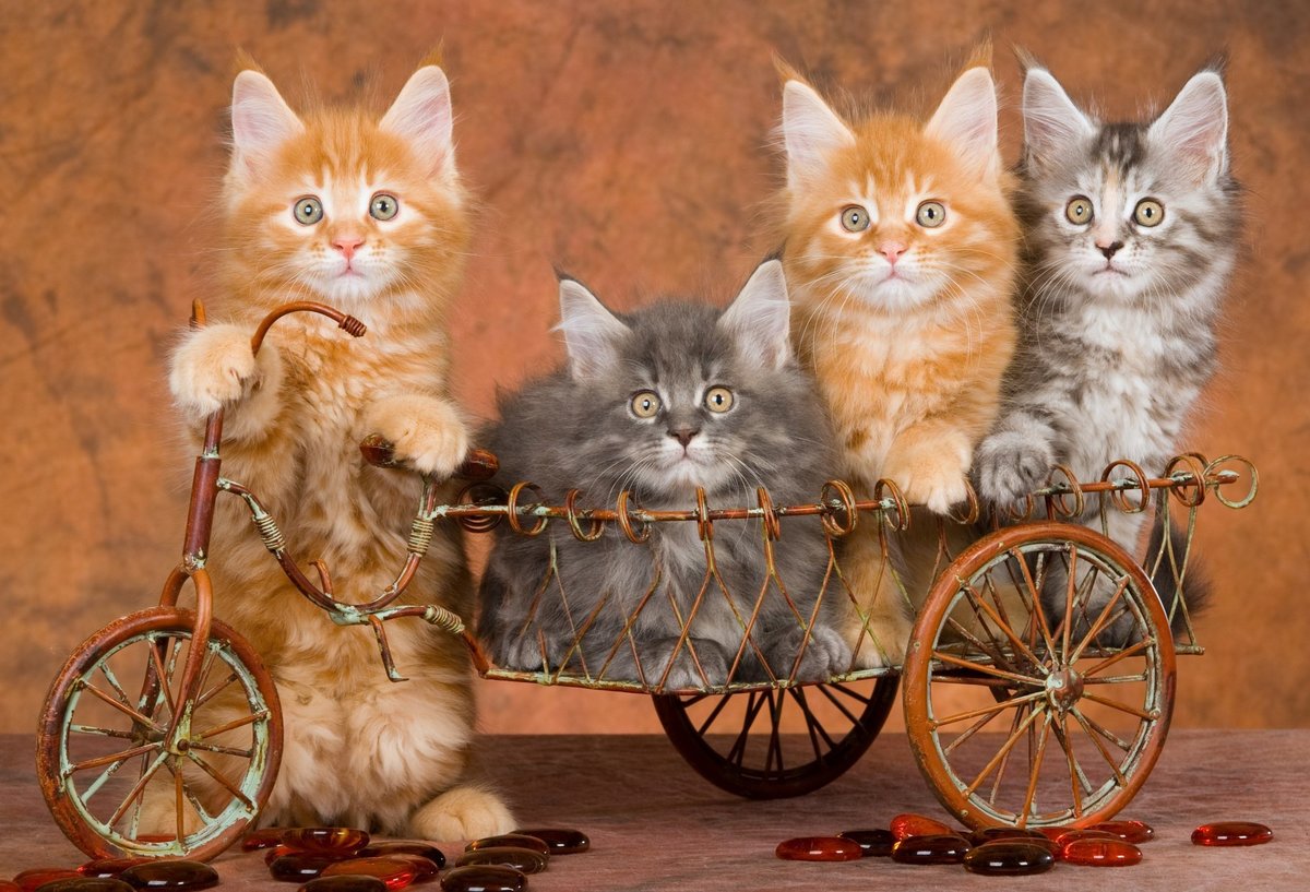 на прогулку - портрет, кот, животные - оригинал