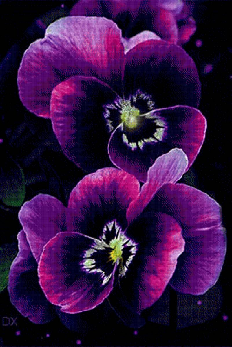 Анютины глазки - анютины глазки, цветы - предпросмотр