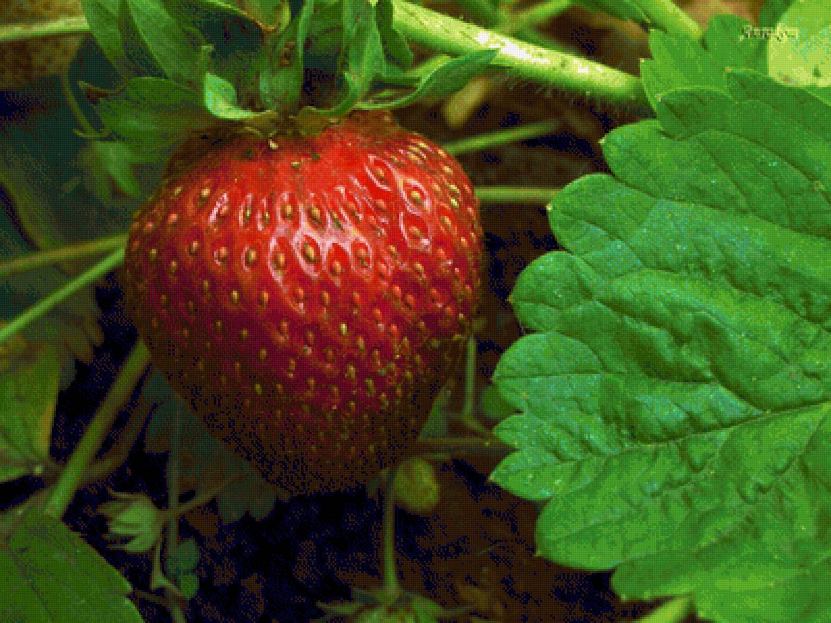 Клубничка - ягоды, клубника - предпросмотр