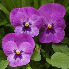 Схема вышивки «Цветы»