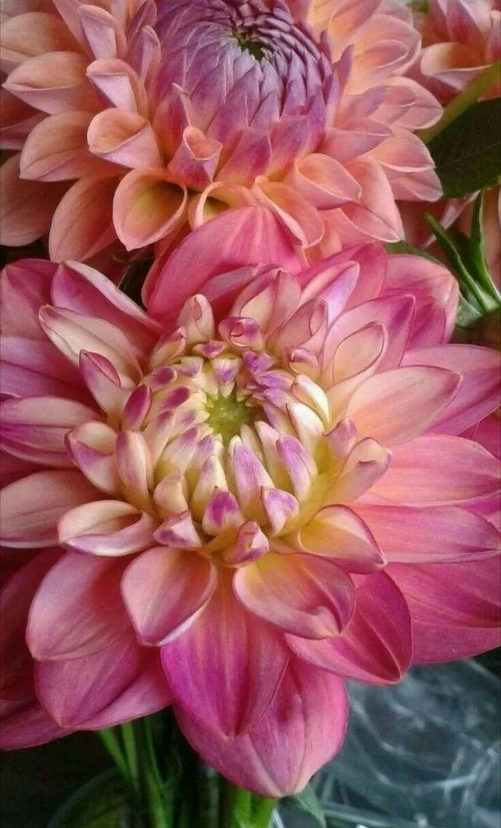 Георгины - цветы, георгин - оригинал