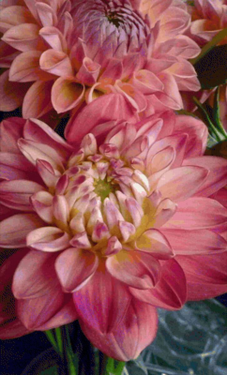 Георгины - цветы, георгин - предпросмотр