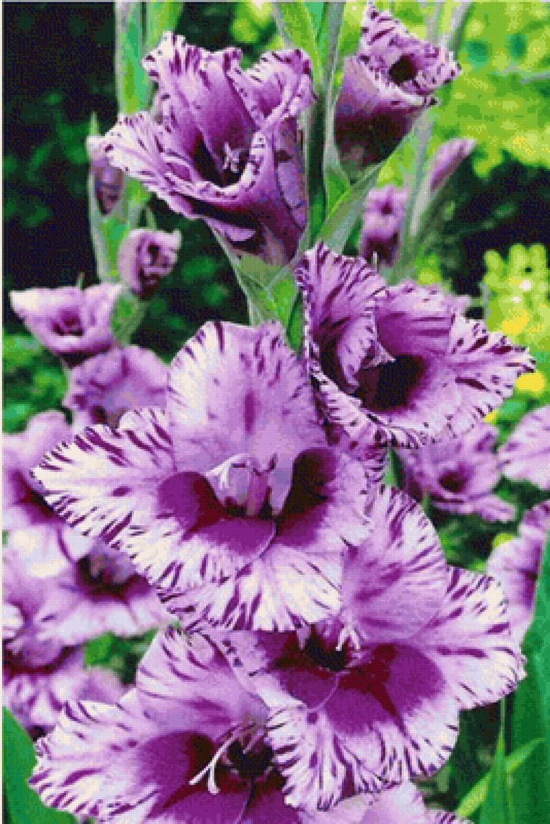 Гладиолус - цветы, гладиолус - предпросмотр