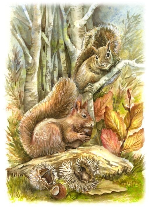 Белки - оригинал