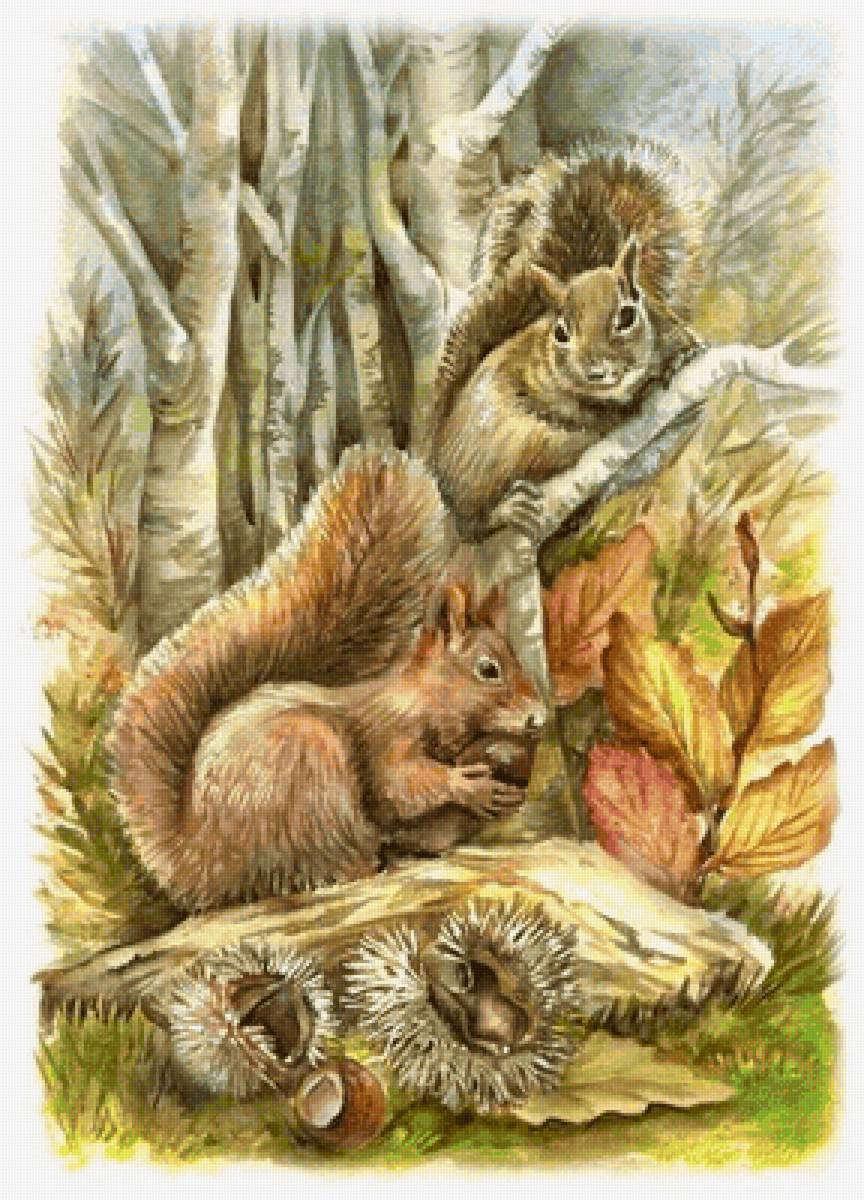 Белки - предпросмотр