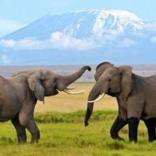 Схема вышивки «Сафари»