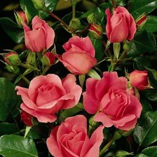 Схема вышивки «Розы»