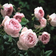 Схема вышивки «Розы»