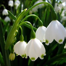 Схема вышивки «Подснежник»