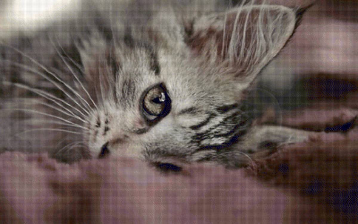 Спать пора - кошки, животные - предпросмотр