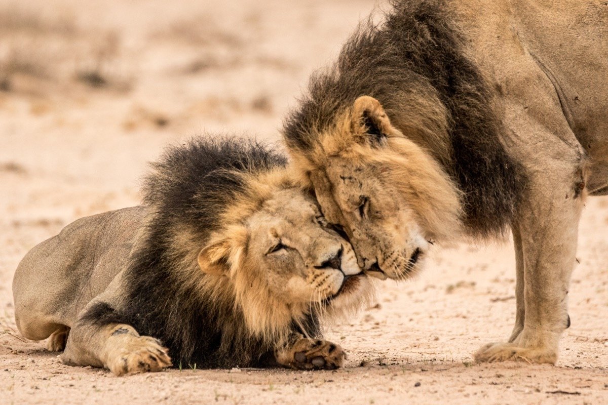 №2298385 - оригинал