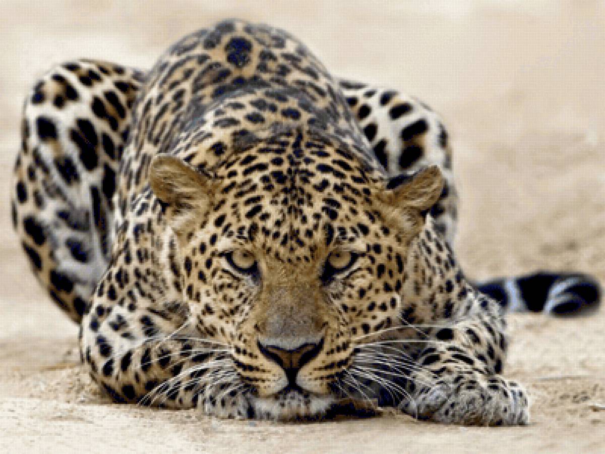 Леопард готовится к прыжку - животные, леолард - предпросмотр