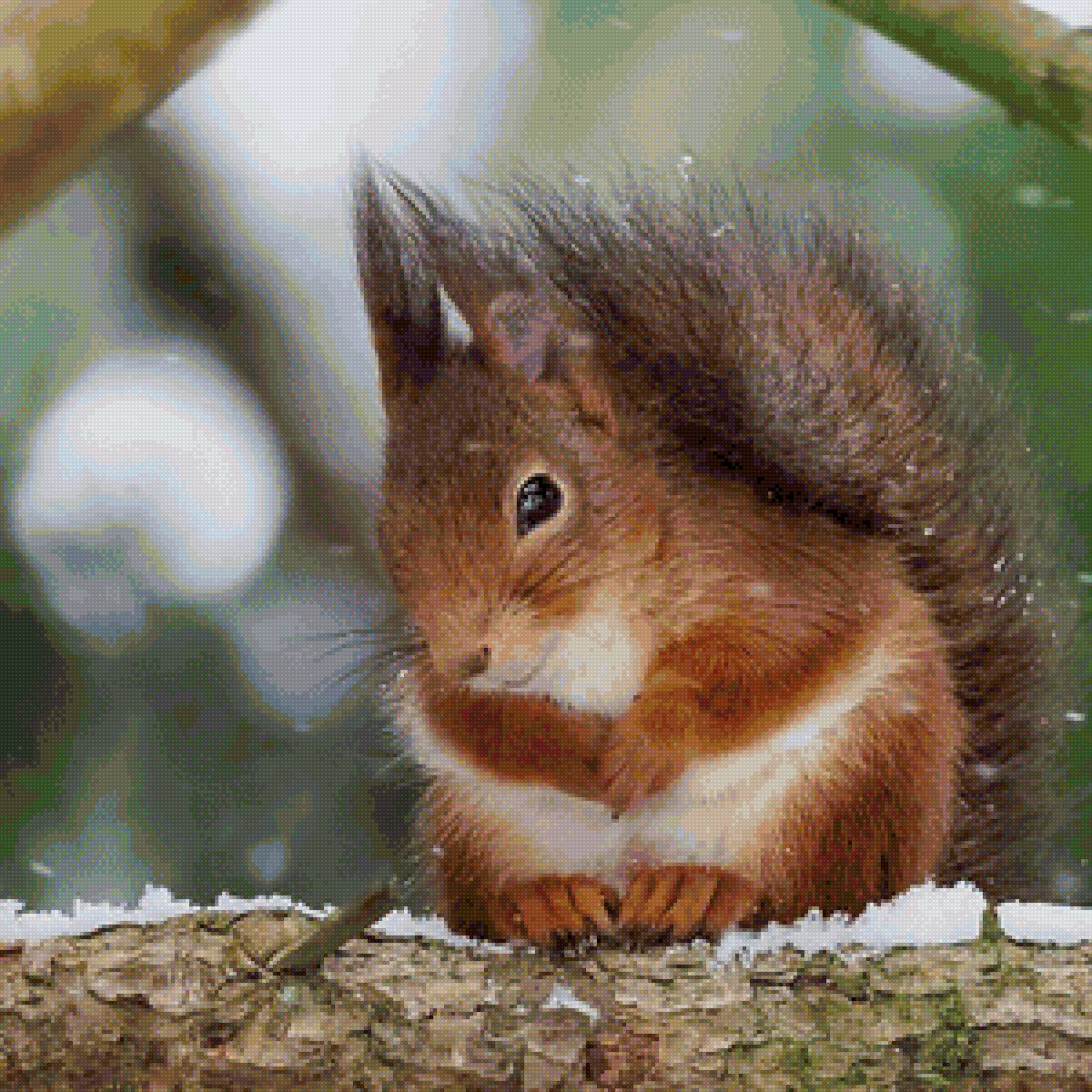 белка - животные, белка - предпросмотр