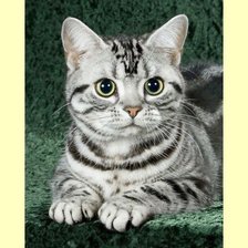 Схема вышивки «Взгляд»