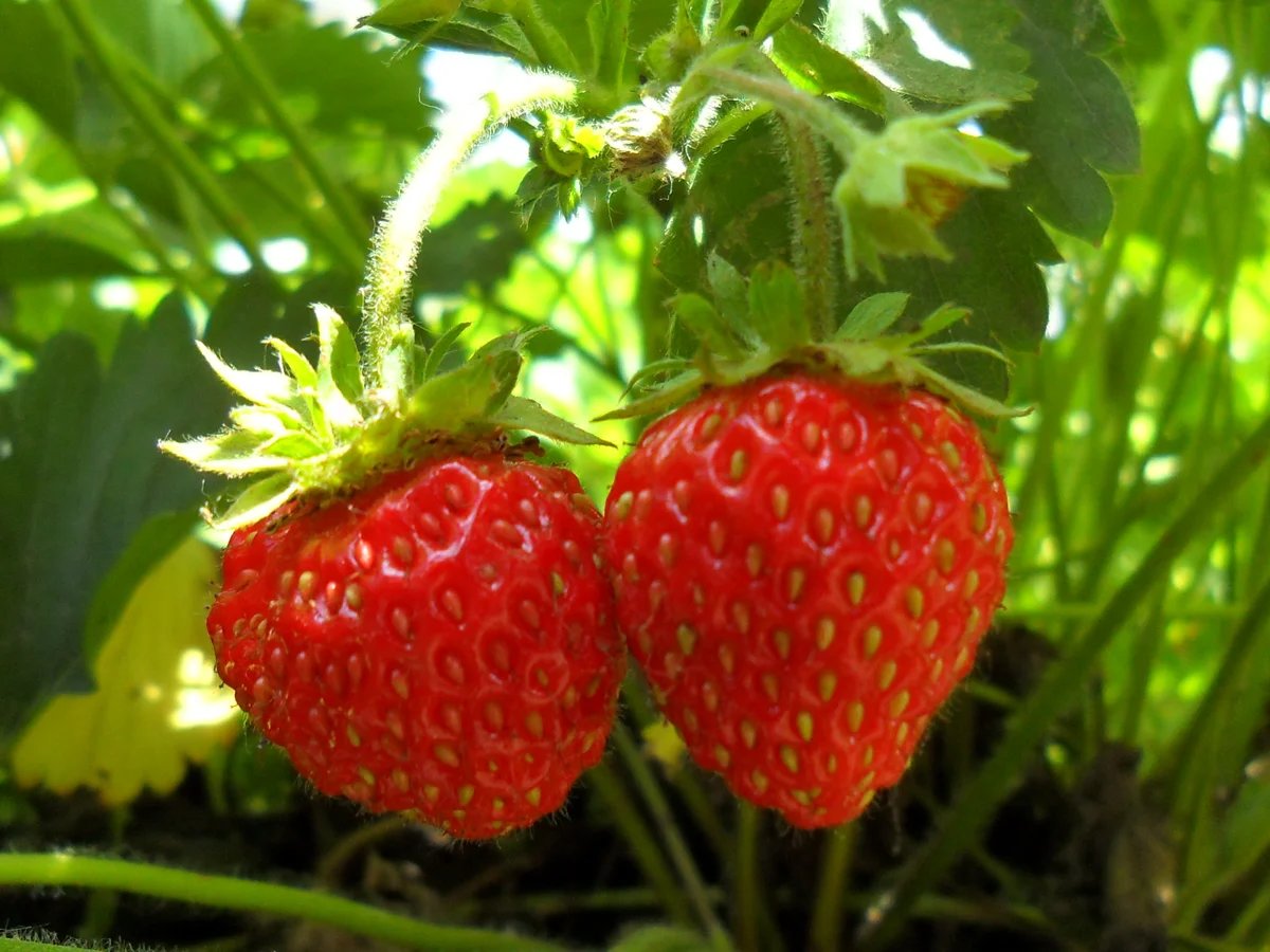 раз клубничка,два клубничка - ягоды, клубника - оригинал