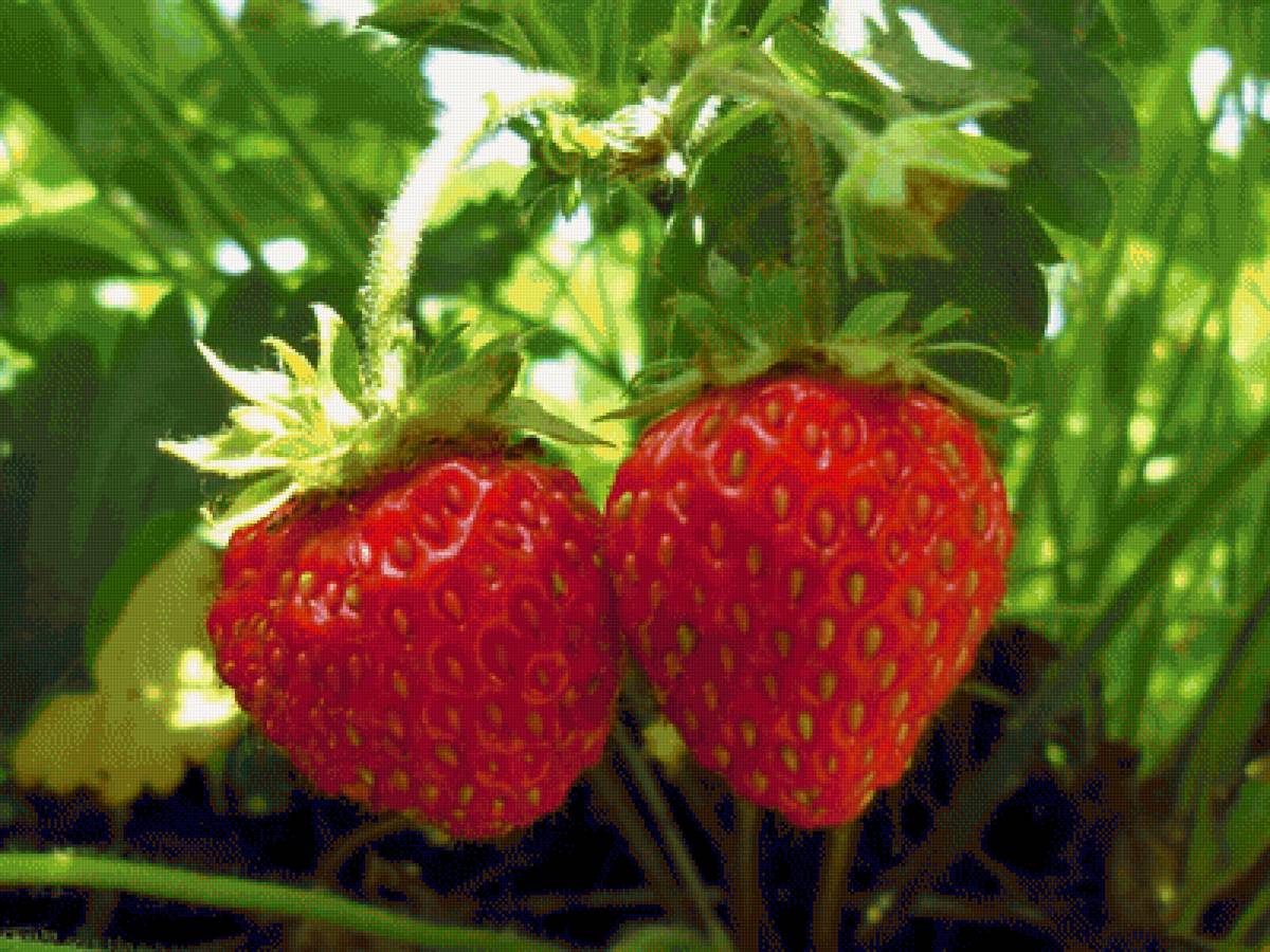 раз клубничка,два клубничка - ягоды, клубника - предпросмотр