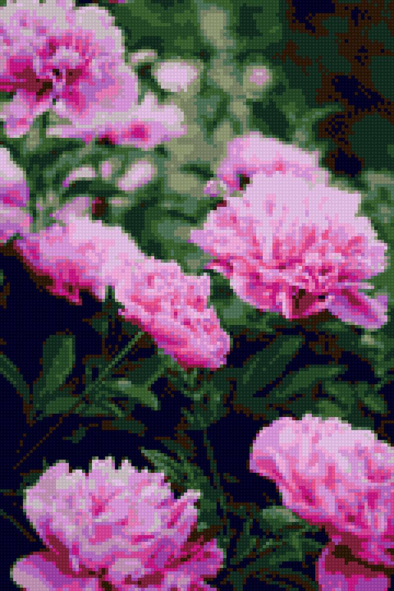 пионы - цветы, сад, пионы - предпросмотр