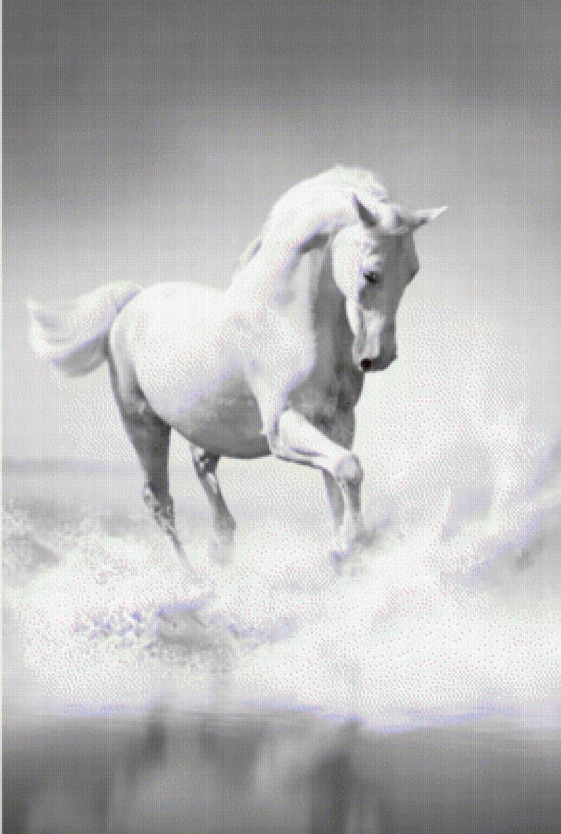 Белый конь - лошадь, конь - предпросмотр