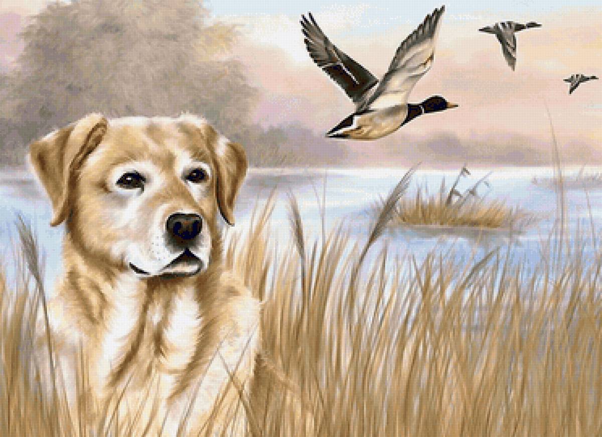 Охота - охота, собака, утки - предпросмотр