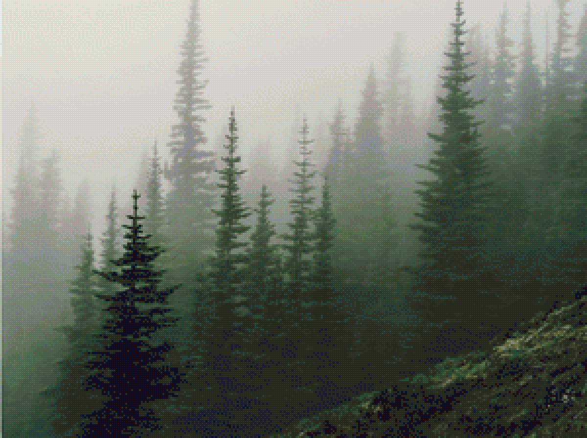 Туманный лес - лес, туман, ели - предпросмотр