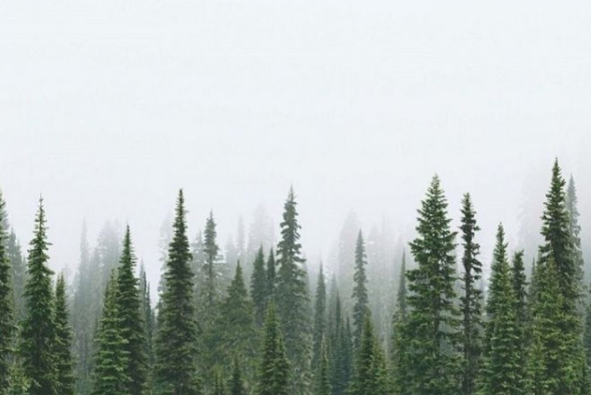 Туманный лес - ели, туман, лес - оригинал