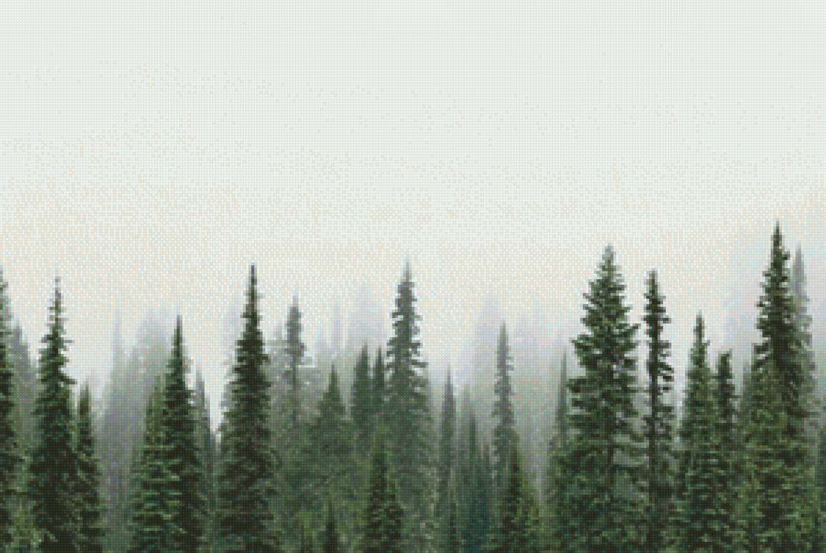 Туманный лес - лес, ели, туман - предпросмотр